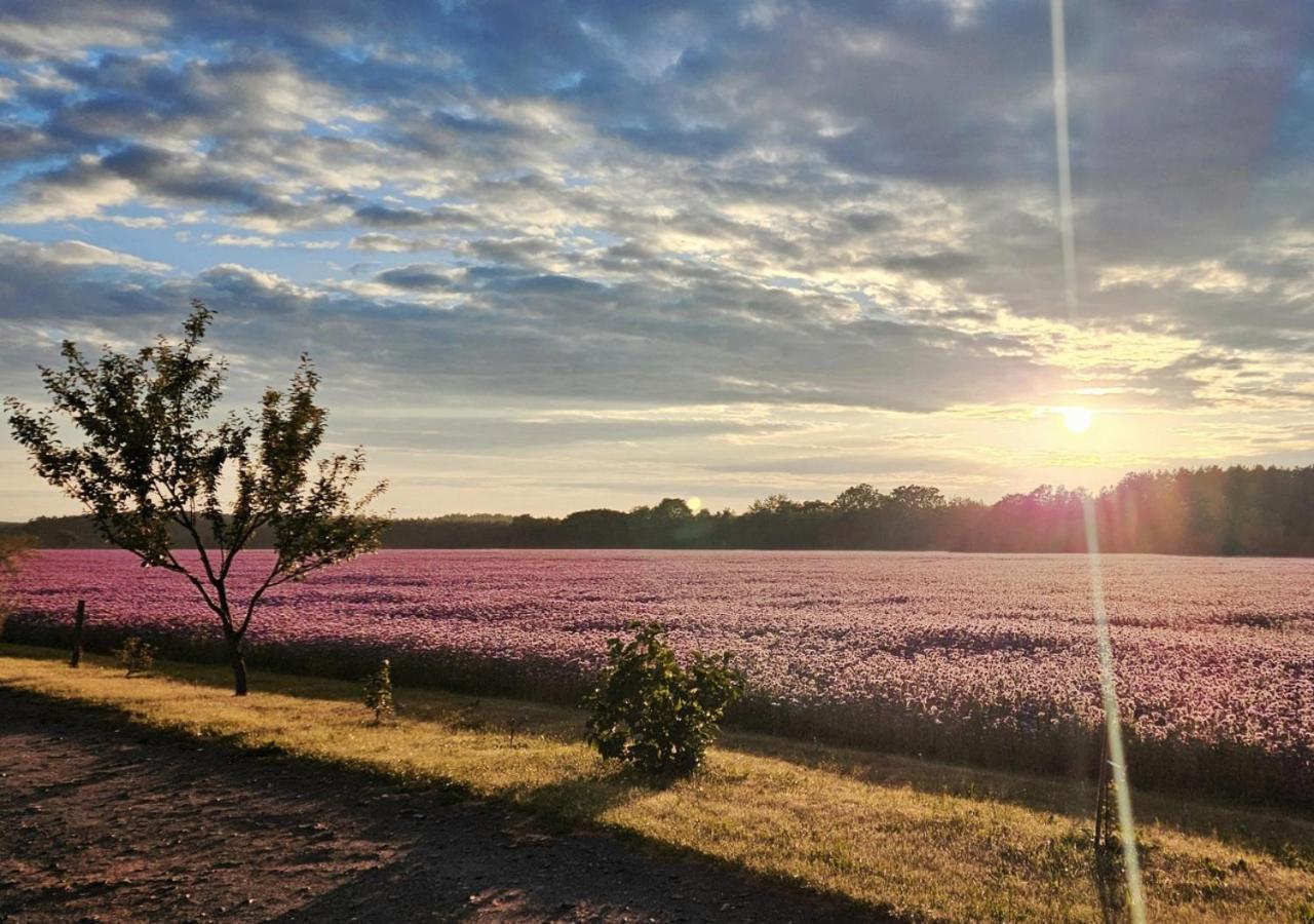 Pod Kamieniem Villa Trzebiel Exteriör bild